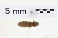 Foto (Dorsalansicht) von Limonius brevis (NHMW-ZOO-COL-0008596)